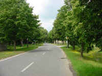 Hauptstrasse mit Linden in Richtung Oder